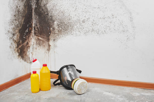 Best Mold Damage Repair  in Dallas, TX