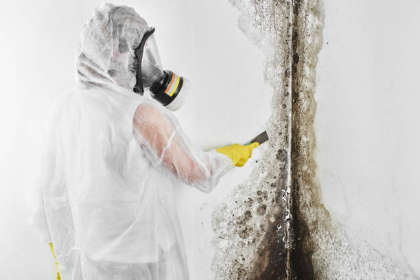 Best Certified Mold Removal  in Dallas, TX