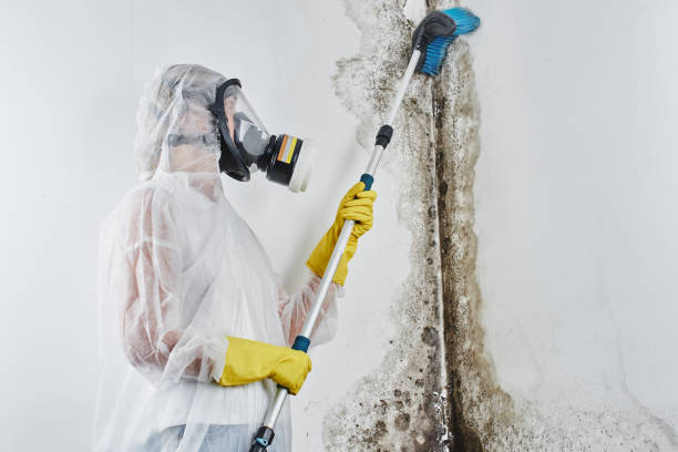 Best Home Mold Removal  in Dallas, TX