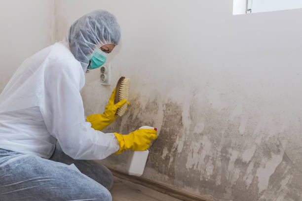 Mold Testing and Removal in Dallas, TX