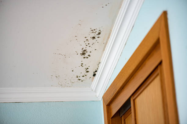 Mold Removal and Inspection in Dallas, TX