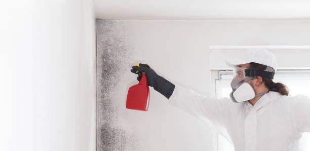 Best Mold Removal Company Near Me  in Dallas, TX