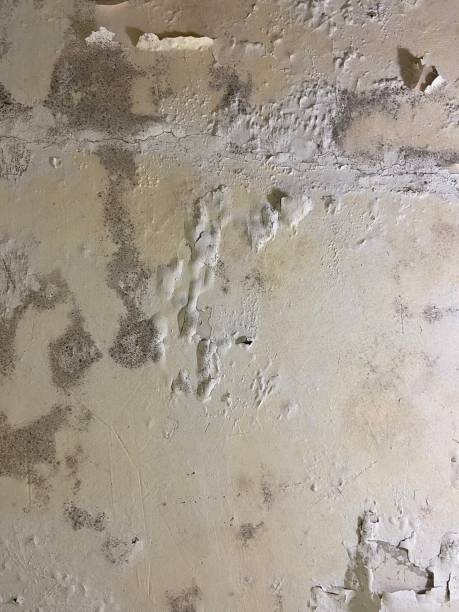 Best Same-Day Mold Removal  in Dallas, TX