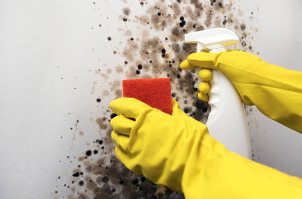 Best Mold Removal Company Near Me  in Dallas, TX