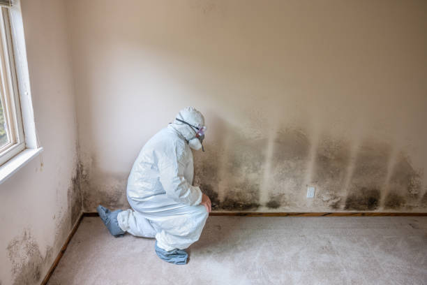 Best Attic Mold Removal  in Dallas, TX