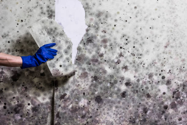 Trusted Dallas, TX Mold Removal Experts