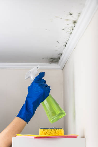 Professional Mold Removal in Dallas, TX