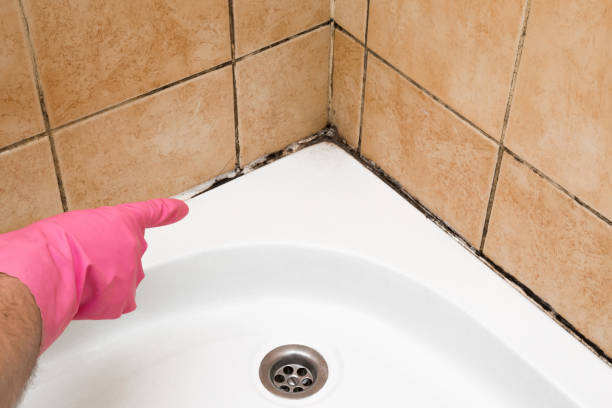 Best Toxic Mold Removal  in Dallas, TX